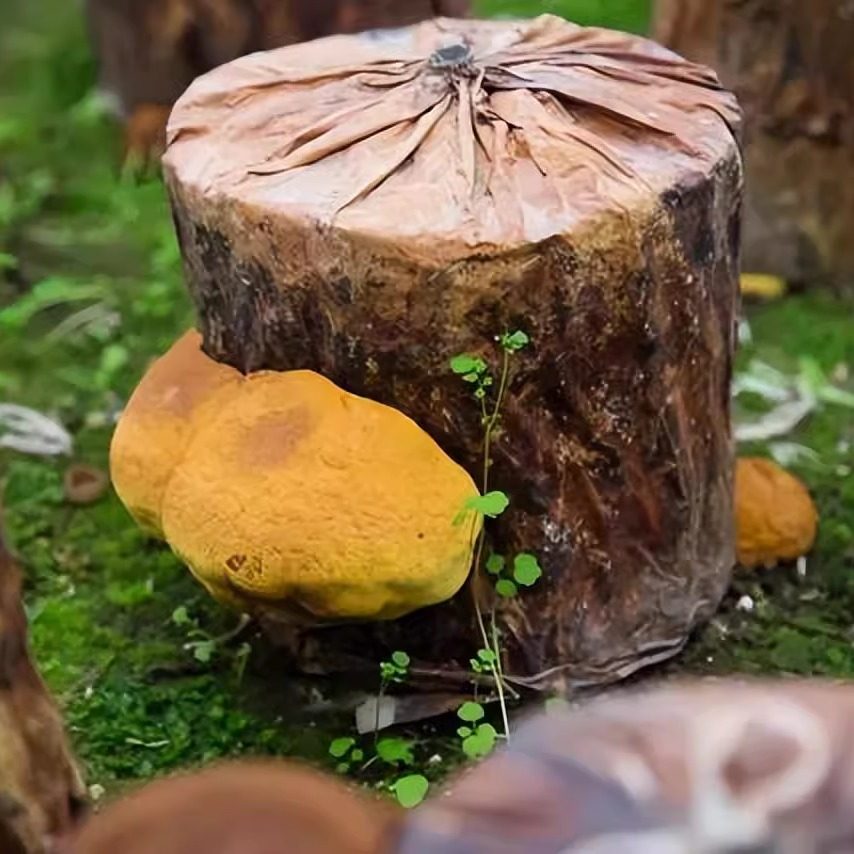 桑黄菌种菌包家庭基地种植栽培种桑黄菌棒可食用菌阳台蘑包种植菇