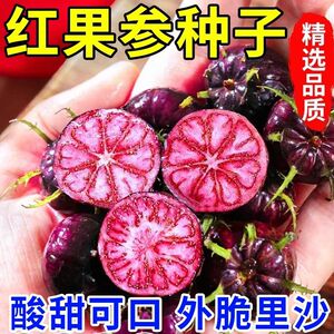 云南红果参种子早熟大果当年结果