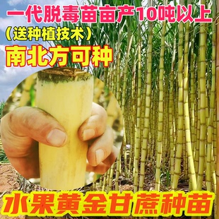 水果黄金甘蔗苗种子南北方种植苗种籽带芽甘蔗种苗广西黄皮甘蔗种