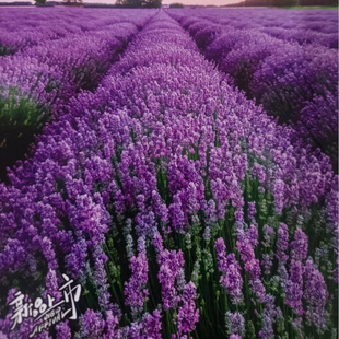 薰衣草种子普罗旺斯薰衣草花种四季易种驱蚊香草盆栽庭院花海种子