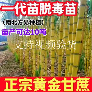 正宗黄皮甘蔗种苗脆甜带芽孢青皮广西水果黑皮甘蔗种子南北方种植