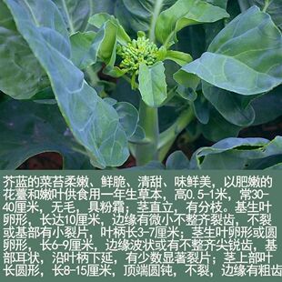 大笋鸡腿甜芥兰种子芥蓝露天广东蔬菜种孑粗条芥兰南方小青菜