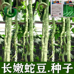 蛇豆种子蛇形长豆角夏播种子地栽蔬菜种子四季播口感好蛇蛇果丝瓜