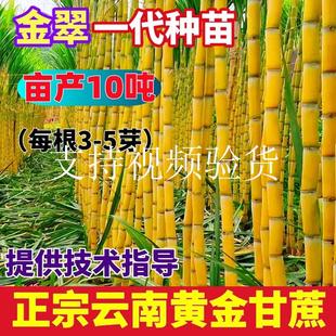 正宗云南黄金黄皮甘蔗种苗超甜多汁南北方种植广西黑皮甘蔗种子籽