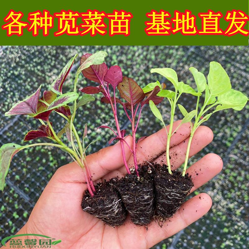 苋菜苗红苋菜苗柳叶苋菜苗乌塌菜苗莴笋苗秋冬耐寒高产种幼秧苗孑