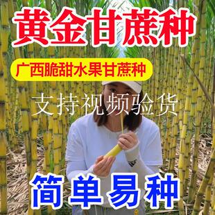 广西正宗黄金甘蔗种子黄皮水果甘蔗种植苗黑皮高产存活率高