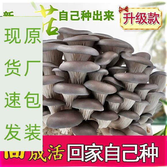 食用菌包蘑菇香菇红平菇
