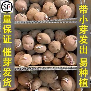 云南红皮黄心高产早熟土豆种子老品种马铃薯原种植苗大发芽洋芋种