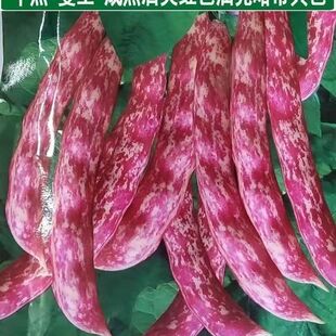 家雀蛋豆角种子东北油豆种籽面豆油豆角无筋农家田园蔬菜种子