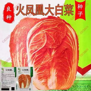 火凤凰白菜种子夏包心菜饺子菜种子蔬菜种子季耐热大白菜种籽