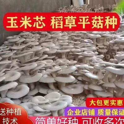 玉米芯棒种植平菇猴头菇菌种菌包养殖可食用凤尾菇菌棒蘑菇种植包