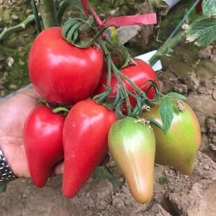 芒果蜜番茄种子甜盆栽果味沙瓤老西红柿种籽春秋蔬菜水果种子