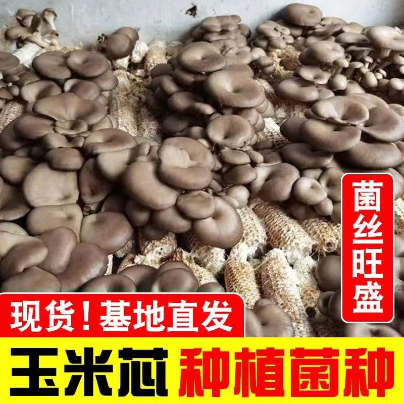 玉米芯棒种植平菇猴头菇秀珍菌种栽培家庭养殖食用蘑菇蘑菇种植包
