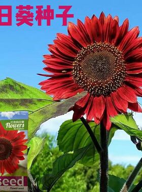 观赏红色向日葵种籽 太阳花高杆玩具熊盆栽向日葵种子春秋蔬菜孑