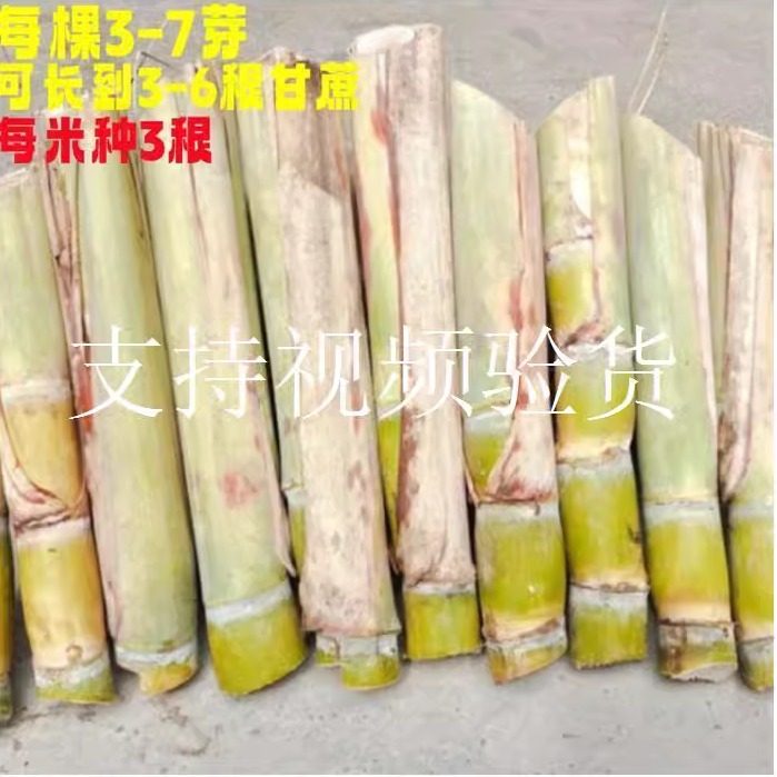 水果黑皮甘蔗苗种子南北方种植苗种黄皮脆皮带芽白玉甘蔗种苗种籽