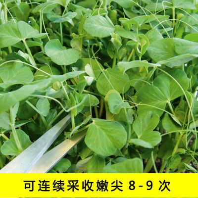 豌豆苗种子阳台盆栽55
