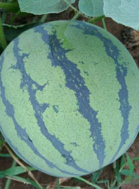 早佳8424西瓜种子冰糖薄皮麒麟王西瓜种籽早熟四季播西瓜种子