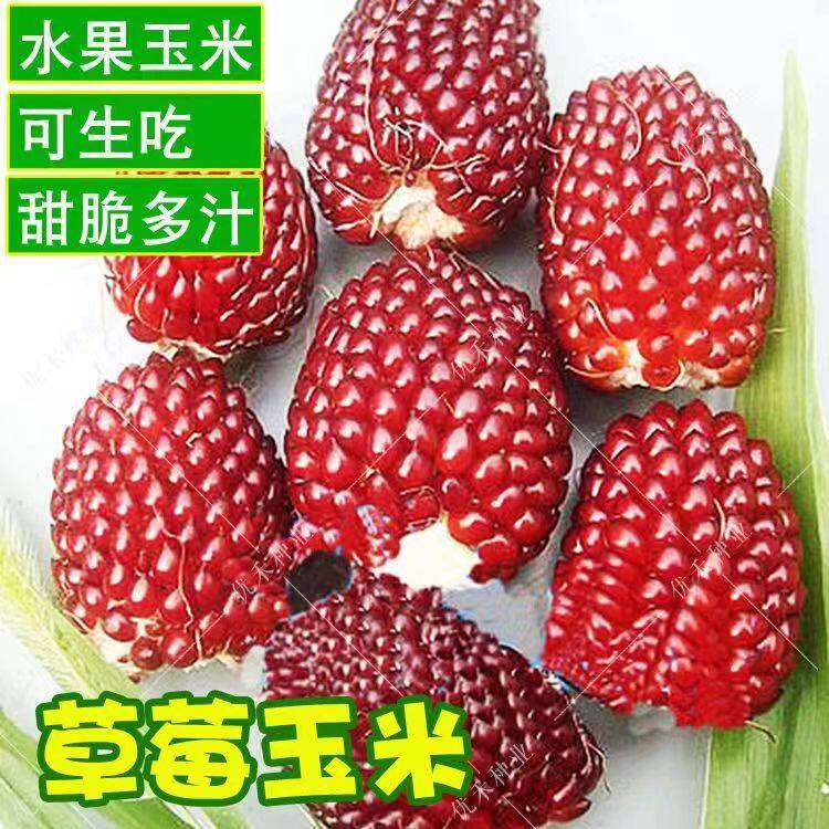 草莓玉米种子水果菠萝玉米种子小玉米超小袖珍文玩玉米种子籽