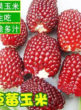 草莓菠萝袖珍水果玉米种子