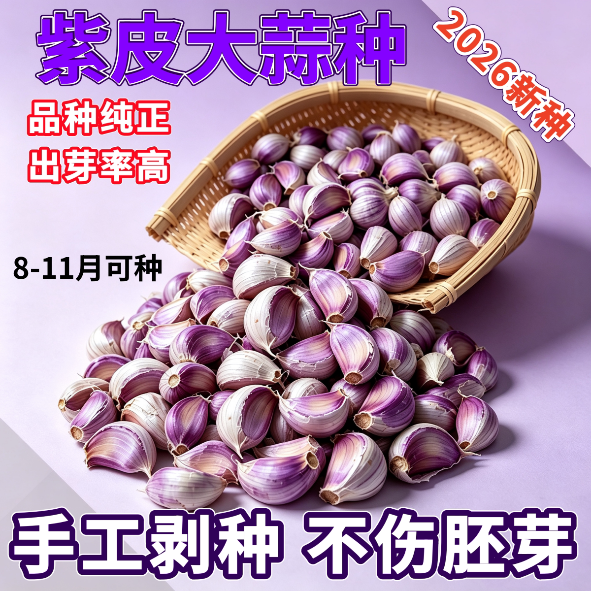 四川云南蒜苗种子本地种植