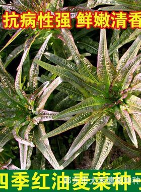 红油麦菜种子四季清香甜油麦菜阳台盆栽紫叶红色耐寒蔬菜种子