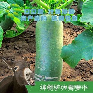 正宗绊倒驴青萝卜种子甜脆萝卜种子青皮萝卜种子闷倒驴绿心萝卜籽