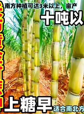 广西黄金皮甘蔗种苗种云南脆甜黄金黑皮高产水果甘蔗脱毒苗种节子