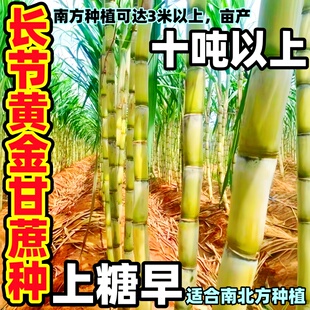 广西黄金皮甘蔗种苗种云南脆甜黄金黑皮高产水果甘蔗脱毒苗种节子