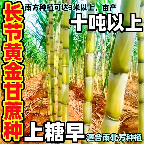 广西黄金皮甘蔗种苗种云南脆甜黄金黑皮高产水果甘蔗脱毒苗种节子