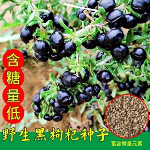 枸杞种子黑苟起子狗奶子野生特菜名贵中药材庭院阳台盆栽食用观赏