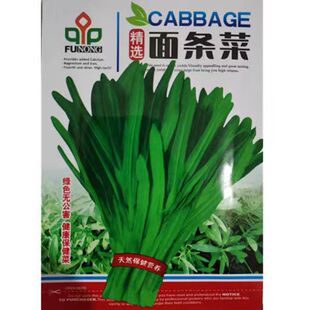 面条菜种子野生四季播种阳台盆栽春秋露地高营养有菜种子