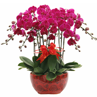 蝴蝶兰花卉盆栽上海鲜花速递同城黄浦卢湾徐汇长宁静安普陀送花店