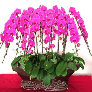 蝴蝶兰盆栽绿植鲜花速递北京同城升迁花卉上海广州深圳杭州送花