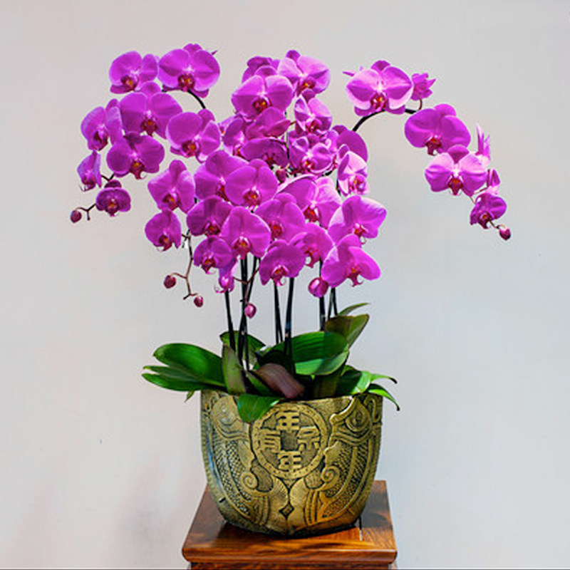 蝴蝶兰盆栽无锡开业乔迁鲜花速递
