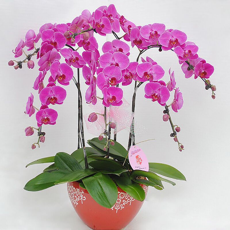蝴蝶兰同城年宵花红掌盆栽双流送