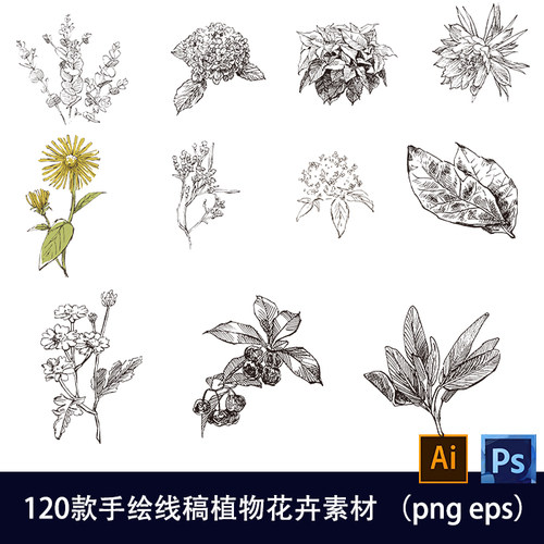素描草本植物花卉线描手绘线稿化妆品包装AIps矢量设计素材197