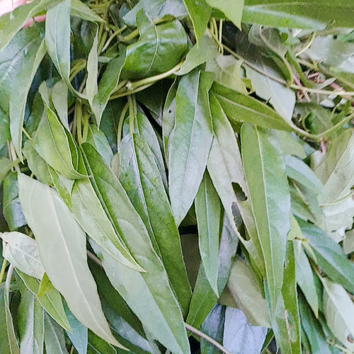 野生鸡屎藤鸡矢 藤臭藤 糍粑青团叶茎叶新鲜可食用纯天然中草药材