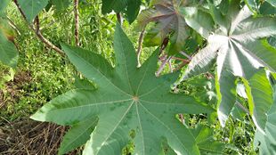 新鲜蓖麻叶大麻子叶篦麻叶牛蓖草麻八麻子籽天然祛毒通痹民间偏方