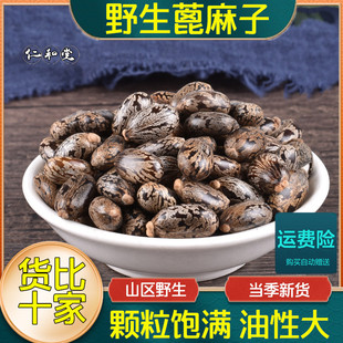 精选蓖麻子蓖麻种籽饱满蓖麻仁正品篦麻子大麻子萆麻子粉大颗粒