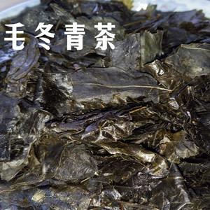 新鲜天然野生中药材云南大叶苦丁茶 毛冬青茶 苦甘叶500g散装包邮