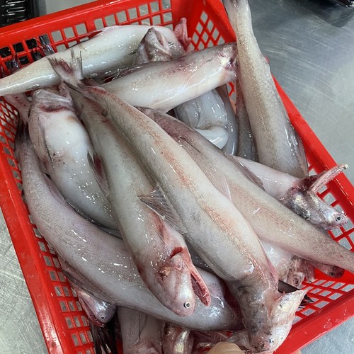 新鲜豆腐鱼 东海龙头鱼九肚鱼水鱼冷冻发货3斤包邮