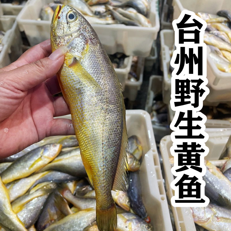 台州海鲜 拖网野生黄鱼 细鳞黄鱼新鲜冷冻一份3斤8-9条包邮