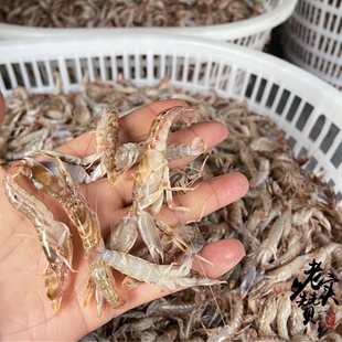 台州叮当虾 嘎巴虾 花腰 野生虾野生海鲜新鲜速冻一份3斤顺丰包邮
