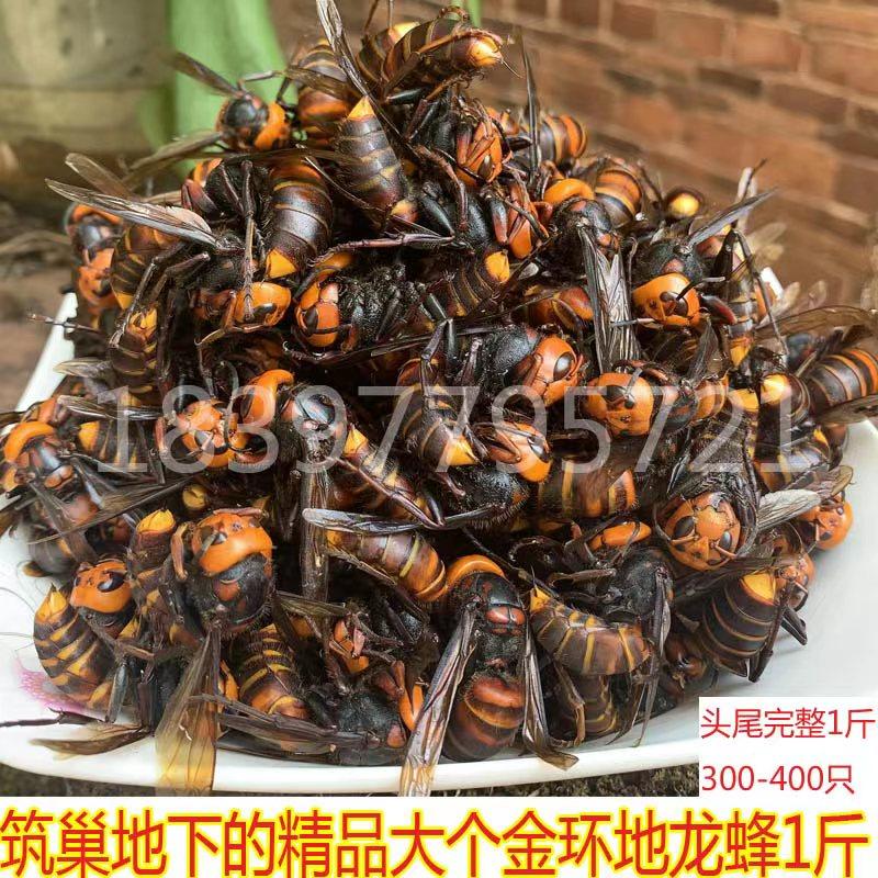 新鲜地洞虎头蜂大个黄尾土蜂地龙蜂金环胡锋蚂蜂野蜂黄峰牛角蜂子