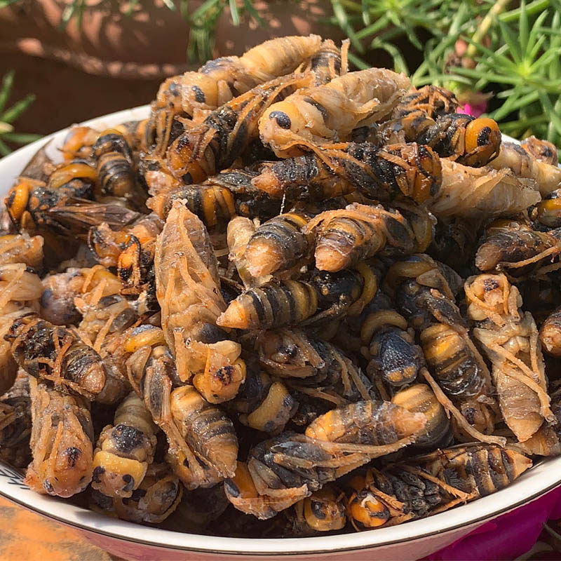23新鲜虎头蜂蛹土蜂仔地龙蜂幼崽黄蜂子非蝉蛹胡蜂虫油炸泡酒500G