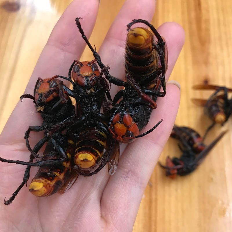 金环虎头蜂牛角蜂王蚂蜂胡峰黄蜂地龙蜂土蜂九里蜂王做标本泡酒料