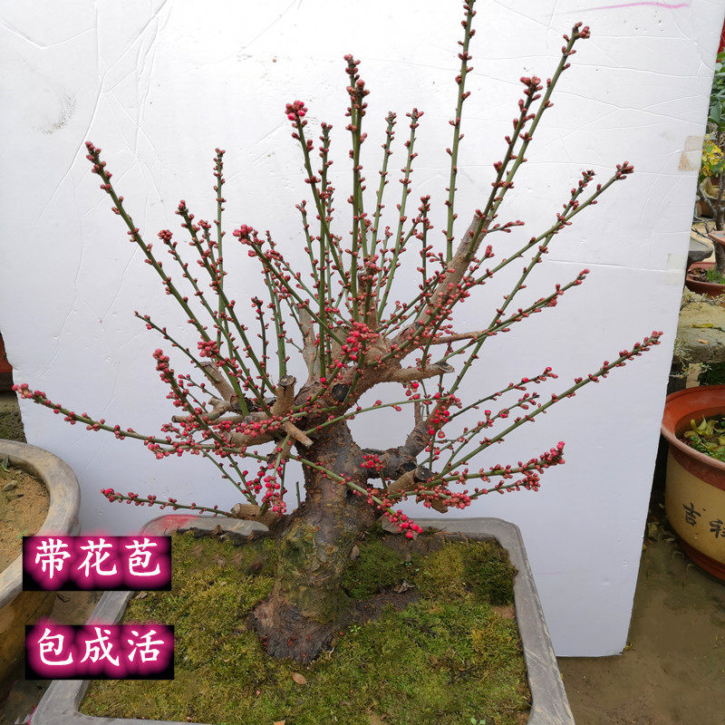 红梅盆景花卉红梅花苗庭院植物红梅腊梅盆栽带土梅花当年开花包邮