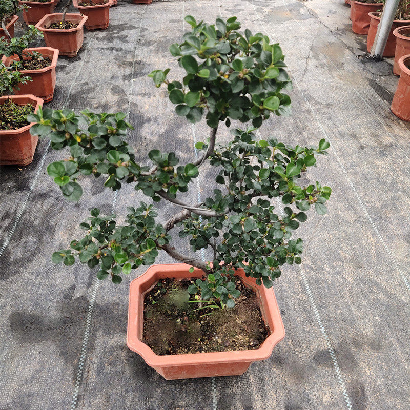 梅花盆栽珍珠梅带花苞花卉造型盆景植物庭院阳台好养带土绿植包邮