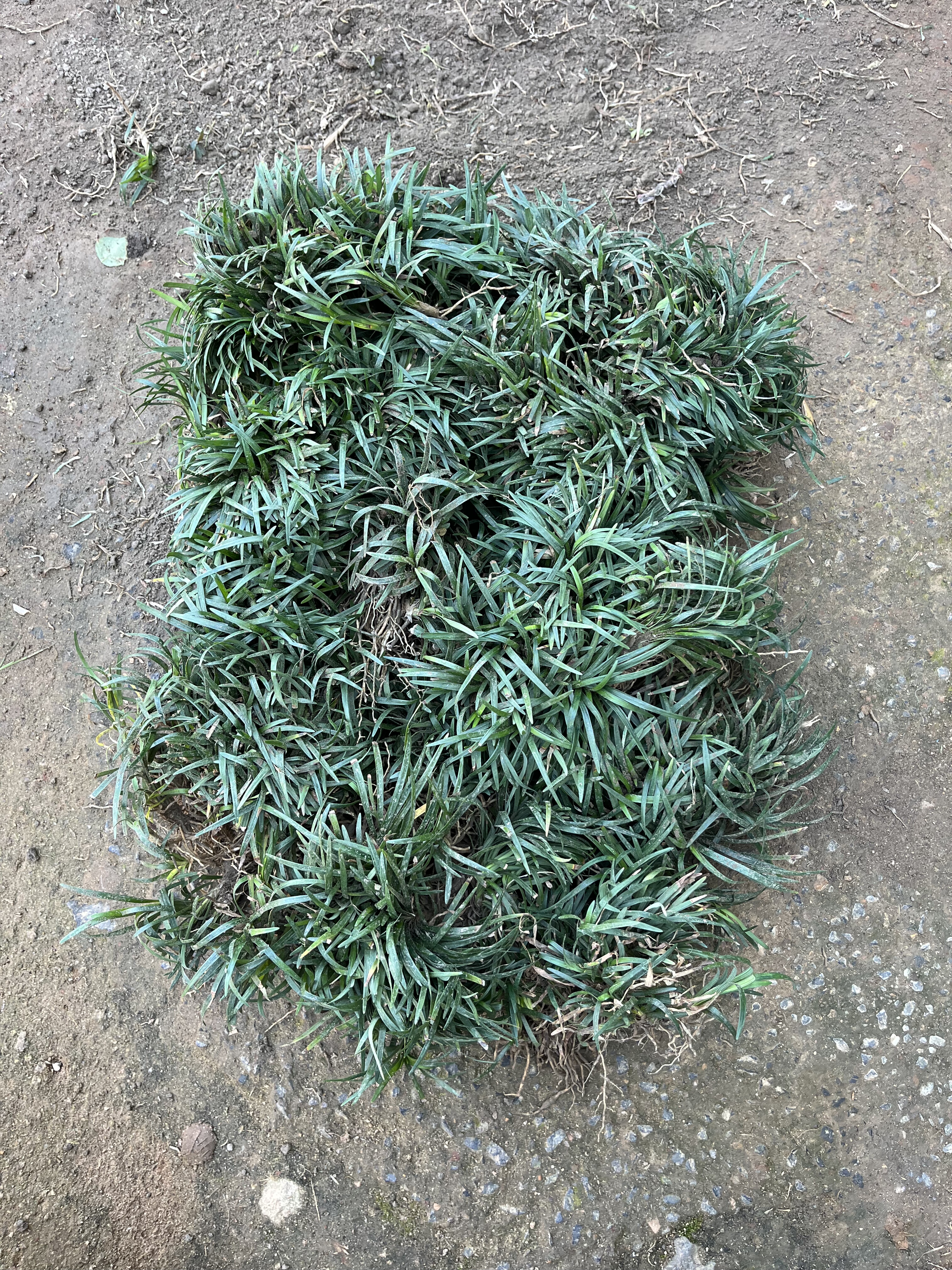 矮麦冬草庭院玉龙草苗耐寒践踏园林绿化苗木草坪植物金边麦冬草