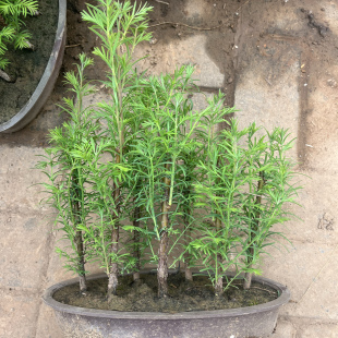 水杉树苗客厅桌面微型小盆景水松树云杉水培植物室内好养盆栽绿植